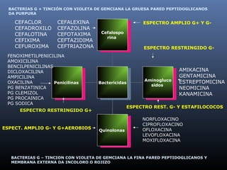 Cefalospo
rina
Cefalospo
rina
Aminogluco
sidos
Aminogluco
sidos
QuinolonasQuinolonas
PenicilinasPenicilinas BactericidasBactericidas
FENOXIMETILPENICILINA
AMOXICILINA
BENCILPENICILINAS
DICLOXACILINA
AMPICILINA
OXACILINA
PG BENZATINICA
PG CLEMIZOL
PG PROCAINICA
PG SODICA
CEFALEXINA
CEFAZOLINA
CEFOTAXIMA
CEFTAZIDIMA
CEFTRIAZONA
AMIKACINA
GENTAMICINA
ESTREPTOMICINA
NEOMICINA
KANAMICINA
NORFLOXACINO
CIPROFLOXACINO
OFLOXACINA
LEVOFLOXACINA
MOXIFLOXACINA
BACTERIAS G + TINCIÓN CON VIOLETA DE GEMCIANA LA GRUESA PARED PEPTIDOGLICANOS
DA PURPURA
BACTERIAS G – TINCION CON VIOLETA DE GEMCIANA LA FINA PARED PEPTIDOGLICANOS Y
MEMBRANA EXTERNA DA INCOLORO O ROJIZO
ESPECTRO RESTRINGIDO G+
ESPECTRO RESTRINGIDO G-
ESPECTRO AMPLIO G+ Y G-
ESPECTRO REST. G- Y ESTAFILOCOCOS
ESPECT. AMPLIO G- Y G+AEROBIOS
CEFACLOR
CEFADROXILO
CEFALOTINA
CEFIXIMA
CEFUROXIMA
 