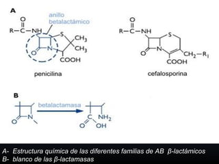 A- Estructura química de las diferentes familias de AB β-lactámicos
B- blanco de las β-lactamasas
 
