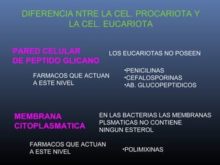 DIFERENCIA NTRE LA CEL. PROCARIOTA Y
LA CEL. EUCARIOTA
PARED CELULAR
DE PEPTIDO GLICANO
LOS EUCARIOTAS NO POSEEN
FARMACOS QUE ACTUAN
A ESTE NIVEL
•PENICILINAS
•CEFALOSPORINAS
•AB. GLUCOPEPTIDICOS
MEMBRANA
CITOPLASMATICA
EN LAS BACTERIAS LAS MEMBRANAS
PLSMATICAS NO CONTIENE
NINGUN ESTEROL
FARMACOS QUE ACTUAN
A ESTE NIVEL •POLIMIXINAS
 