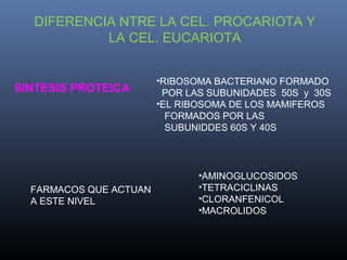DIFERENCIA NTRE LA CEL. PROCARIOTA Y
LA CEL. EUCARIOTA
SINTESIS PROTEICA
•RIBOSOMA BACTERIANO FORMADO
POR LAS SUBUNIDADES 50S y 30S
•EL RIBOSOMA DE LOS MAMIFEROS
FORMADOS POR LAS
SUBUNIDDES 60S Y 40S
FARMACOS QUE ACTUAN
A ESTE NIVEL
•AMINOGLUCOSIDOS
•TETRACICLINAS
•CLORANFENICOL
•MACROLIDOS
 