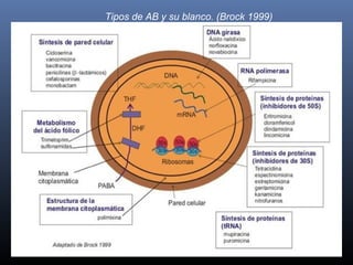 . Tipos de AB y su blanco. (Brock 1999)
 