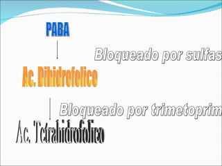 PABA Ac. Dihidrofolico Ac. Tetrahidrofolico Bloqueado por sulfas Bloqueado por trimetoprim 