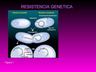 RESISTENCIA GENETICA   Figura 1 