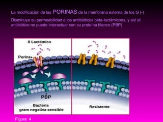 Figura  4 La modificación de las  PORINAS  de la membrana externa de los G (-) Disminuye su permeabilidad a los antibióticos beta-lactámicoos, y así el antibiótico no puede interactuar con su proteína blanco (PBP) 