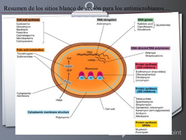 Los tipos de las lombrices en la persona de la foto con los nombres