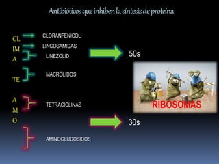 Antibióticos que inhiben la síntesis de proteína 
CLORANFENICOL 
LINCOSAMIDAS 
LINEZOLID 
MACRÓLIDOS 
50s 
TETRACICLINAS 
AMINOGLUCOSIDOS 
30s 
RIBOSOMAS 
CL 
IM 
A 
TE 
A 
M 
O 
 