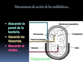Mecanismos de acción de los antibióticos… 
. 
 Atacando los 
ribosomas. 
 