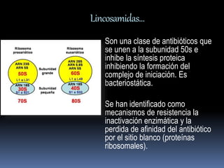 Lincosamidas… 
Son una clase de antibióticos que 
se unen a la subunidad 50s e 
inhibe la síntesis proteica 
inhibiendo la formación del 
complejo de iniciación. Es 
bacteriostática. 
Se han identificado como 
mecanismos de resistencia la 
inactivación enzimática y la 
perdida de afinidad del antibiótico 
por el sitio blanco (proteínas 
ribosomales). 
 