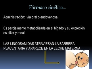 Fármaco cinética… 
Administración: vía oral o endovenosa. 
Es parcialmente metabolizada en el hígado y su excreción 
es biliar y renal. 
LAS LINCOSAMIDAS ATRAVIESAN LA BARRERA 
PLACENTARIA Y APARECE EN LA LECHE MATERNA 
 