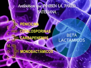 Antibióticos que INHIBEN LA PARED 
BATERIANA 
P 
E 
C 
A 
M 
O 
S 
BETA 
LACTAMICOS 
PENICILINA 
CEFALOSPORINAS 
CARBAPENEMAS 
MONOBACTÁMICOS 
 