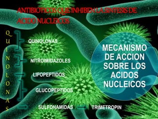 ANTIBIOTICOS QUE INHIBEN LA SINTESIS DE 
ACIDO NUCLEICOS 
Q 
U 
I 
N 
O 
L 
O 
N 
A 
S 
QUINOLONAS 
NITROIMIDAZOLES 
LIPOPEPTIDOS 
GLUCOPEPTIDOS 
MECANISMO 
DE ACCION 
SOBRE LOS 
ACIDOS 
NUCLEICOS 
SULFONAMIDAS TRIMETROPIN 
 