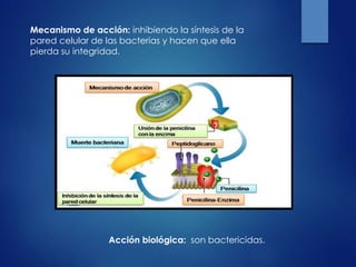 Mecanismo de acción: inhibiendo la síntesis de la
pared celular de las bacterias y hacen que ella
pierda su integridad.
Acción biológica: son bactericidas.
 