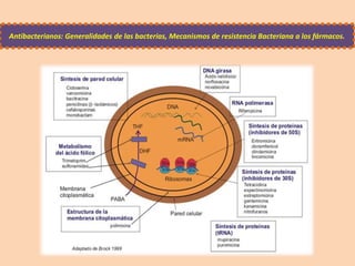Antibacterianos: Generalidades de las bacterias, Mecanismos de resistencia Bacteriana a los fármacos.
 