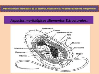 Aspectos morfológicos :Elementos Estructurales:.
Antibacterianos: Generalidades de las bacterias, Mecanismos de resistencia Bacteriana a los fármacos.
 