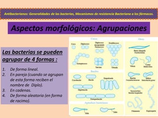 Las bacterias se pueden
agrupar de 4 formas :
1. De forma lineal.
2. En pareja (cuando se agrupan
de esta forma reciben el
nombre de Diplo).
3. En cadenas.
4. De forma aleatoria (en forma
de racimo).
Antibacterianos: Generalidades de las bacterias, Mecanismos de resistencia Bacteriana a los fármacos.
Aspectos morfológicos: Agrupaciones
 