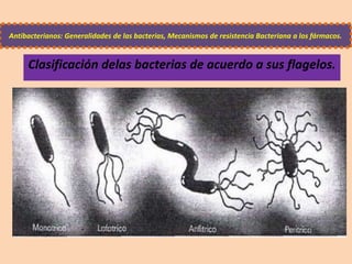 Antibacterianos: Generalidades de las bacterias, Mecanismos de resistencia Bacteriana a los fármacos.
Clasificación delas bacterias de acuerdo a sus flagelos.
 
