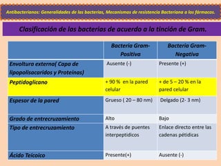 Bacteria Gram-
Positiva
Bacteria Gram-
Negativa
Envoltura externa( Capa de
lipopolisacaridos y Proteínas)
Ausente (-) Presente (+)
Peptidoglicano + 90 % en la pared
celular
+ de 5 – 20 % en la
pared celular
Espesor de la pared Grueso ( 20 – 80 nm) Delgado (2- 3 nm)
Grado de entrecruzamiento Alto Bajo
Tipo de entrecruzamiento A través de puentes
interpeptidicos
Enlace directo entre las
cadenas pétidicas
Ácido Teícoico Presente(+) Ausente (-)
Clasificación de las bacterias de acuerdo a la tinción de Gram.
Antibacterianos: Generalidades de las bacterias, Mecanismos de resistencia Bacteriana a los fármacos.
 