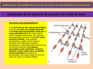 Clasificación de las bacterias de acuerdo a la tinción de Gram.
• Estructura del peptidoglicano:
• Esta formado por dos cadenas glucosídicas
en la que se repite una unidad elemental
de N-acetil-glucosamina(NAG) unida por un
enlace glicosidíco β1→ 4 ( estos enlaces
unenn unidades disacaridas de candenas
tetrapeptídicas laterales.)a ácido-N- acetil-
murámico (NAM), estas cadenas
glucosíladas pueden ser de longitud
variables entre diferentes especies
bacterianas y entre diferentes momentos de
la vida de la bacteria. Las cadenas
glucosídicas estan orientadas de forma
paralela y estan unidas entre sí mediante
puentes peptídicos formados por
aminoácidos que están unidos al resto de
ácido -N- acetil- murámico (NAM).
Antibacterianos: Generalidades de las bacterias, Mecanismos de resistencia Bacteriana a los fármacos.
 