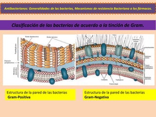 Antibacterianos: Generalidades de las bacterias, Mecanismos de resistencia Bacteriana a los fármacos.
Estructura de la pared de las bacterias
Gram-Positiva
Estructura de la pared de las bacterias
Gram-Negativa
Clasificación de las bacterias de acuerdo a la tinción de Gram.
 