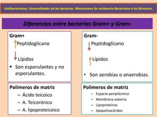 Diferencias entre bacterias Gram+ y Gram-
Polímeros de matriz
– Espacio periplásmico
– Membrana externa
– Lipoproteínas
– lipopolisacáridos
Polímeros de matriz
– Ácido teicoico
– A. Teicorónico
– A. lipoproteicoico
Gram+
Peptidoglicano
Lípidos
 Son esporulantes y no
esporulantes.
Gram-
Peptidoglicano
Lípidos
• Son aerobias o anaerobias.
Antibacterianos: Generalidades de las bacterias, Mecanismos de resistencia Bacteriana a los fármacos.
 