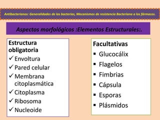Estructura
obligatoria
Envoltura
Pared celular
Membrana
citoplasmática
Citoplasma
Ribosoma
Nucleoide
Facultativas
 Glucocálix
 Flagelos
 Fimbrias
 Cápsula
 Esporas
 Plásmidos
Antibacterianos: Generalidades de las bacterias, Mecanismos de resistencia Bacteriana a los fármacos.
Aspectos morfológicos :Elementos Estructurales:.
 