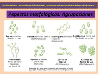 Aspectos morfológicos: Agrupaciones
Antibacterianos: Generalidades de las bacterias, Mecanismos de resistencia Bacteriana a los fármacos.
 