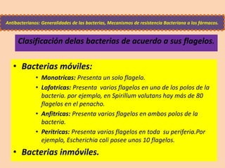 Clasificación delas bacterias de acuerdo a sus flagelos.
• Bacterias móviles:
• Monotricas: Presenta un solo flagelo.
• Lofotricas: Presenta varios flagelos en uno de los polos de la
bacteria. por ejemplo, en Spirillum volutans hay más de 80
flagelos en el penacho.
• Anfitricas: Presenta varios flagelos en ambos polos de la
bacteria.
• Peritricas: Presenta varios flagelos en toda su periferia.Por
ejemplo, Escherichia coli posee unos 10 flagelos.
• Bacterias inmóviles.
Antibacterianos: Generalidades de las bacterias, Mecanismos de resistencia Bacteriana a los fármacos.
 