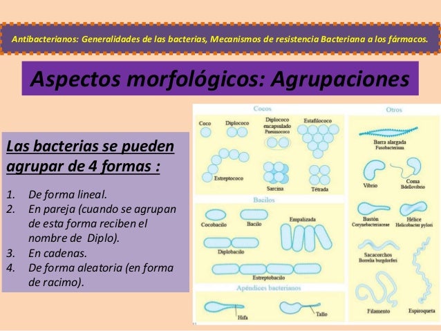Antibioticos. macrolidos claritromicina Antibioticos. macrolidos claritromicina