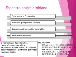 Espectro antimicrobiano
Semejante a la Eritromicina
Gérmenes gram positivos sensibles
Los gramnegativos aerobios no sensibles
Enterococos resistentes.
Clindamicina es Bacteriostatica,
contra gérmenes anaerobios:
bacteroides, fusobacterium, actinomices,
peptostreptococos, clostridium perfringes
y campylo-bacter.
BIBLIOGRAFIA:
• ROJAS, E. S. (2010). FUNDAMENTOS
DE FARMACOLOGIA MEDICA. En E. S.
ROJAS, FUNDAMENTOS DE
FARMACOLOGIA MEDICA). QUITO-
ECUADOR: PABLO JOSE VERA.
 