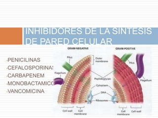 •PENICILINAS
•CEFALOSPORINAS
•CARBAPENEM
•MONOBACTAMICOS
•VANCOMICINA
INHIBIDORES DE LA SINTESIS
DE PARED CELULAR
 