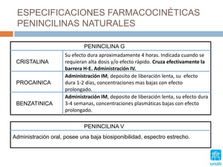 ESPECIFICACIONES FARMACOCINÉTICAS
PENINCILINAS NATURALES
Su efecto dura aproximadamente 4 horas. Indicada cuando se
requieran alta dosis y/o efecto rápido. Cruza efectivamente la
barrera H-E. Administración IV.
Administración IM, deposito de liberación lenta, su efecto
dura 1-2 días, concentraciones mas bajas con efecto
prolongado.
Administración IM, deposito de liberación lenta, su efecto dura
3-4 semanas, concentraciones plasmáticas bajas con efecto
prolongado.
CRISTALINA
PROCAINICA
BENZATINICA
PENINCILINA G
PENINCILINA V
Administración oral, posee una baja biosiponibilidad, espectro estrecho.
 