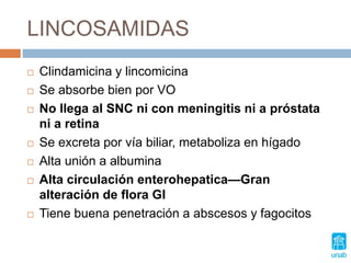 LINCOSAMIDAS
 Clindamicina y lincomicina
 Se absorbe bien por VO
 No llega al SNC ni con meningitis ni a próstata
ni a retina
 Se excreta por vía biliar, metaboliza en hígado
 Alta unión a albumina
 Alta circulación enterohepatica—Gran
alteración de flora GI
 Tiene buena penetración a abscesos y fagocitos
 