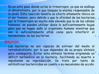 • Es en este paso donde actúa la trimetropin, ya que es análoga
al dihidrofolato, por lo que bloquea la enzima responsable de
la unión. Esta reacción tendría un efecto altamente tóxico en
el ser humano, pero debido a que la afinidad de las bacterias
por la trimetropin es mucho más elevada que la de las células
humanas, se pueden utilizar dosis lo suficientemente bajas
para que no hagan daño al organismo humano mientras que
son lo suficientemente altas como para interferir el
metabolismo de las bacterias.
EFECTOS
• Las bacterias no son capaces de extraer del medio el
tetrahidrofolato, por lo que dependen de su propia síntesis
para conseguirlo. Evitar esta síntesis termina originando un
déficit metabólico en la bacteria, facilitando su muerte e
impidiendo su reproducción. Se trata por tanto de
antibióticos bactericidas en cuanto a su mecanismo de acción.
 