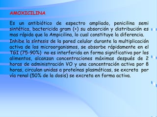 AMOXICILINA
Es un antibiótico de espectro ampliado, penicilina semi
sintética, bactericida gram (+) su absorción y distribución es
mas rápida que la Ampicilina, lo cual constituye la diferencia.
Inhibe la síntesis de la pared celular durante la multiplicación
activa de los microorganismos, se absorbe rápidamente en el
TGI (75-90%) no es interferida en forma significativa por los
alimentos, alcanzan concentraciones máximas después de 2
horas de administración VO y una concentración activa por 8
horas, circulan unidas a proteínas plasmáticas, se excreta por
vía renal (50% de la dosis) se excreta en forma activa.
 