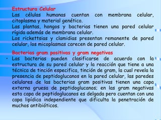 Estructura Celular
Las células humanas cuentan con membrana celular,
citoplasma y material genético.
Las plantas, hongos y bacterias tienen una pared celular
rígida además de membrana celular.
Los rickettsias y clamidias presentan remanente de pared
celular, los micoplasmas carecen de pared celular.
Bacterias gram positivas y gram negativas
• Las bacterias pueden clasificarse de acuerdo con la
estructura de su pared celular y la reacción que tiene a una
técnica de tinción especifica, tinción de gram, la cual revela la
presencia de peptidoglucanos en la pared celular, las paredes
celulares de las bacterias gram positivas tienen una capa
externa gruesa de peptidoglucanos; en las gram negativas
esta capa de peptidoglucanos es delgada pero cuentan con una
capa lipídica independiente que dificulta la penetración de
muchos antibióticos.
 