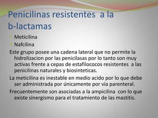 Penicilinas resistentes a la
b-lactamas
 Meticilina
 Nafcilina
Este grupo posee una cadena lateral que no permite la
  hidrolizacion por las penicilasas por lo tanto son muy
  activas frente a cepas de estafilococos resistentes a las
  penicilinas naturales y biosinteticas.
La meticilina es inestable en medio acido por lo que debe
  ser administrada por únicamente por vía parenteral.
Frecuentemente son asociadas a la ampicilina con lo que
  existe sinergismo para el tratamiento de las mastitis.
 