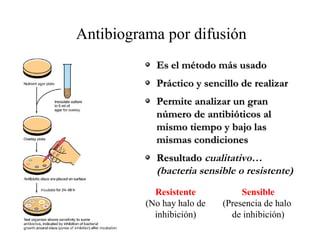 Es el método más usadoEs el método más usado
Práctico y sencillo de realizarPráctico y sencillo de realizar
Permite analizar un granPermite analizar un gran
número de antibióticos alnúmero de antibióticos al
mismo tiempo y bajo lasmismo tiempo y bajo las
mismas condicionesmismas condiciones
ResultadoResultado cualitativo…
(bacteria sensible o resistente)
Antibiograma por difusión
Resistente
(No hay halo de
inhibición)
Sensible
(Presencia de halo
de inhibición)
 