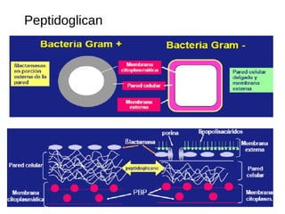 Peptidoglican
 