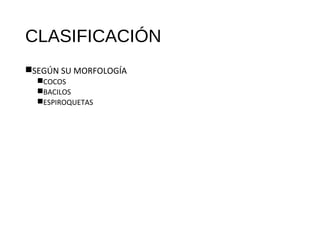 CLASIFICACIÓN
SEGÚN SU MORFOLOGÍA
COCOS
BACILOS
ESPIROQUETAS
 