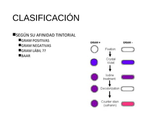 CLASIFICACIÓN
SEGÚN SU AFINIDAD TINTORIAL
GRAM POSITIVAS
GRAM NEGATIVAS
GRAM LÁBIL ??
BAAR
 