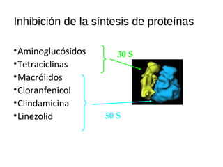 Inhibición de la síntesis de proteínas
•Aminoglucósidos
•Tetraciclinas
•Macrólidos
•Cloranfenicol
•Clindamicina
•Linezolid
30 S
50 S
 