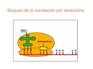 Bloqueo de la translación por tetraciclina
 