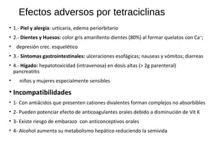 Efectos adversos por tetraciclinas
• 1.- Piel y alergia: urticaria, edema periorbitario
• 2.- Dientes y Huesos: color gris amarillento dientes (80%) al formar quelatos con Ca++
;
• depresión crec. esquelético
• 3.- Síntomas gastrointestinales: ulceraciones esofágicas; nauseas y vómitos; diarreas
• 4.- Hígado: hepatotoxicidad (intravenosa) en dosis altas (> 2g parenteral)
pancreatitis
• niños y mujeres especialmente sensibles
• Incompatibilidades
• 1- Con antiácidos que presenten cationes divalentes forman complejos no absorbibles
• 2- Pueden potenciar efecto de anticoagulantes orales debido a disminución de Vit K
• 3- Existe riesgo de embarazo con anticonceptivos orales
• 4- Alcohol aumenta su metabolismo hepático reduciendo la semivida
 