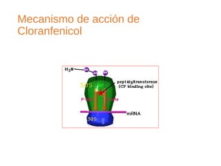 Mecanismo de acción de
Cloranfenicol
 