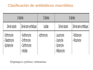 Clasificación de antibióticos macrólidos
Streptomyces erythreus: eritromicina
 