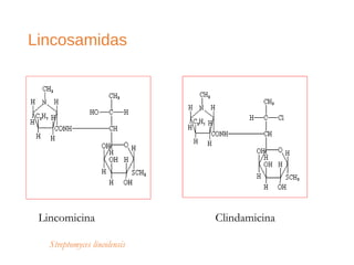Lincosamidas
Lincomicina Clindamicina
Streptomyces lincolensis
 