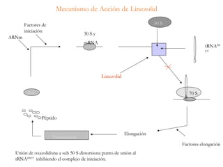 ARNm
Factores de
iniciación
30 S
30 S y
mRNA
Linezolid
Elongación
50 S
70 S
Terminación
Péptido
tRNAfM
ET
Mecanismo de Acción de Linezolid
Factores elongación
Unión de oxazolidona a sub 50 S distorsiona punto de unión al
tRNAfMET
inhibiendo el complejo de iniciación.
 