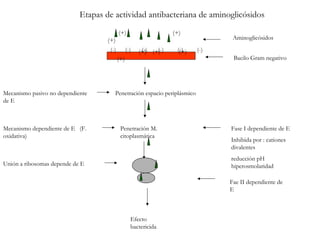 (-) (-) (-) (-) (-) (-)
Bacilo Gram negativo
(+) (+)
(+)
(+) (+) (+)
(+)
Aminoglicósidos
Penetración espacio periplásmico
Penetración M.
citoplasmática
Mecanismo pasivo no dependiente
de E
Mecanismo dependiente de E (F.
oxidativa)
Fase I dependiente de E
Inhibida por : cationes
divalentes
reducción pH
hiperosmolaridadUnión a ribosomas depende de E
Fae II dependiente de
E
Efecto
bactericida
Etapas de actividad antibacteriana de aminoglicósidos
 