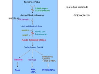 Las sulfas inhiben la
dihidropteroil-
sintetasa
 