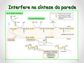 Interfere na síntese da parede Ac N Acetil murâmico N Acetil Glicosamida 